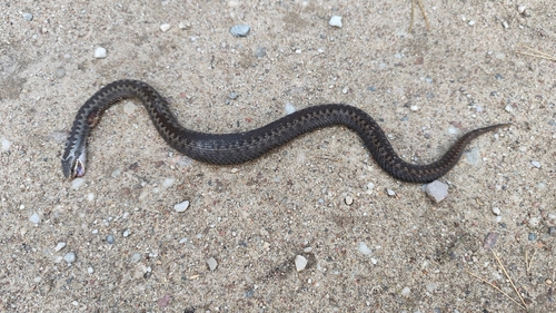 Adder