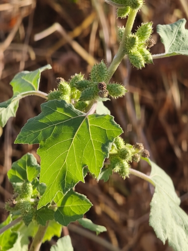 rough cocklebur