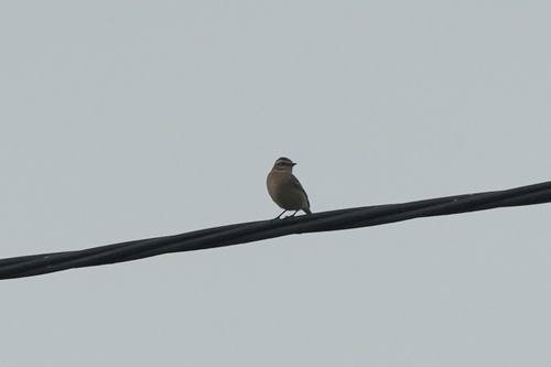 Whinchat