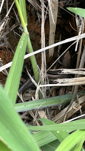Bahia Small-headed Skink