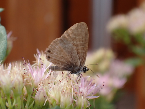 Lang's Short-tailed Blue