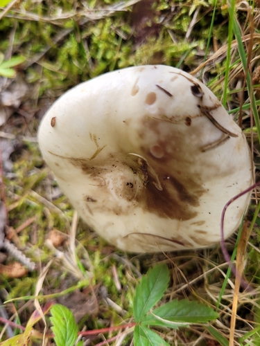 Milkcaps, Brittlegills and Allies