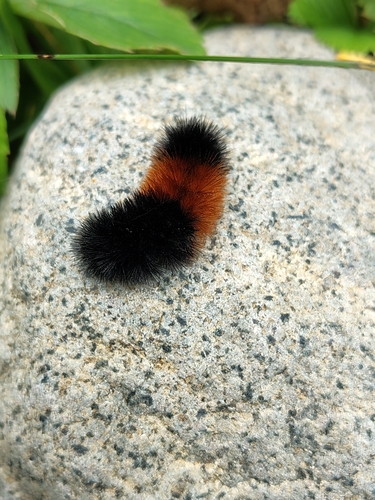 Isabella Tiger Moth