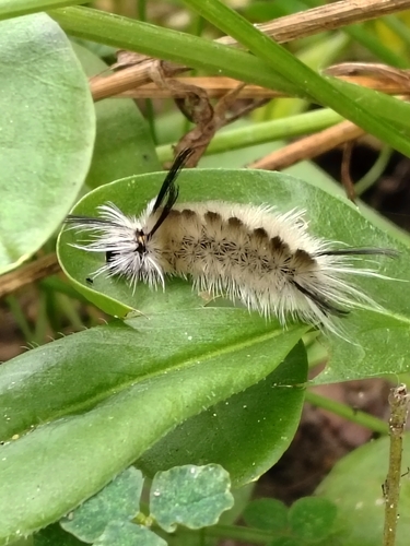 Banded Tussock Moth