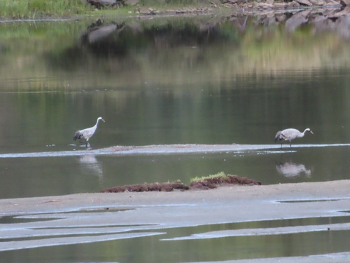 Common Crane