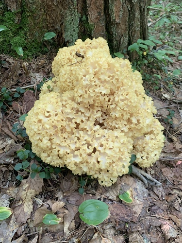 American cauliflower mushroom