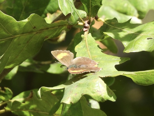 Brown Hairstreak