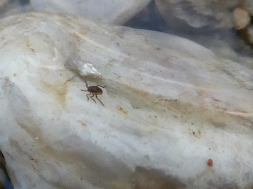 Microvelia