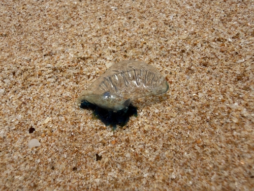 Indo-Pacific Man-O-War