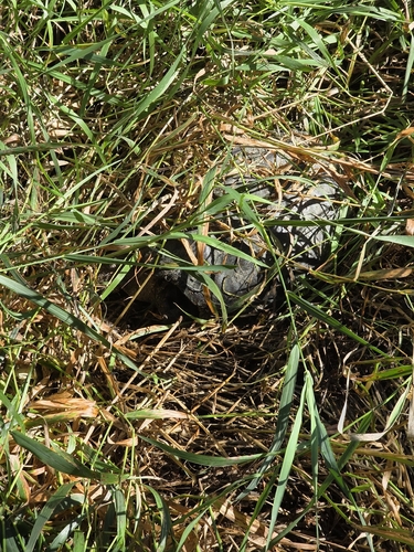 Common Snapping Turtle