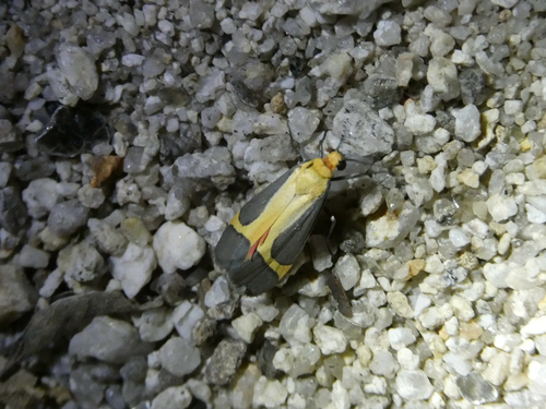 Angel Lichen Moth