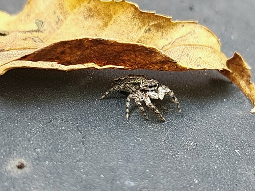 Tan Jumping Spider