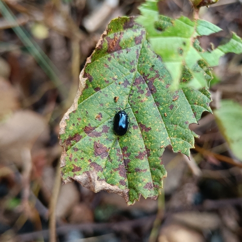 Alder Leaf Beetle