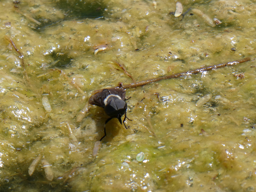 Western Black Horse Fly