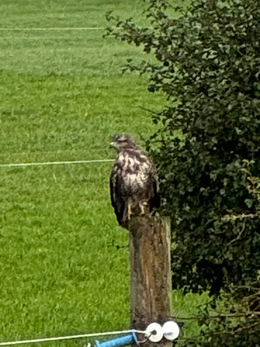 Common Buzzard