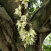Birdwood's Mucuna - Photo (c) WK Cheng, all rights reserved, uploaded by WK Cheng