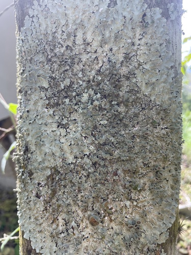common greenshield lichen