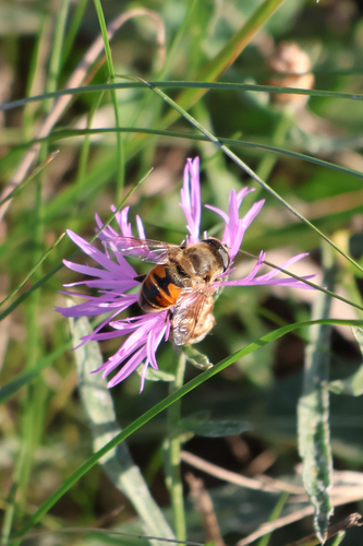 Common Drone Fly