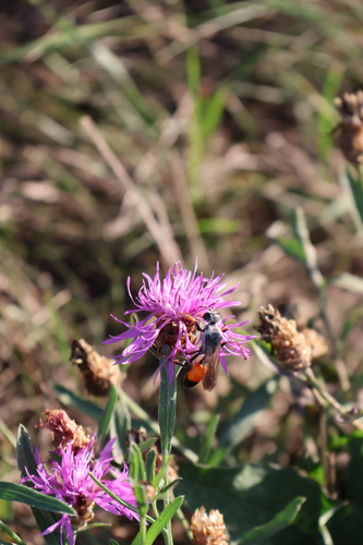 Golden Digger Wasp