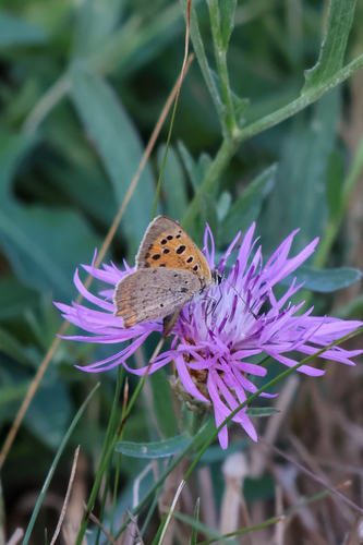 Small Copper