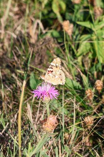 Painted Lady