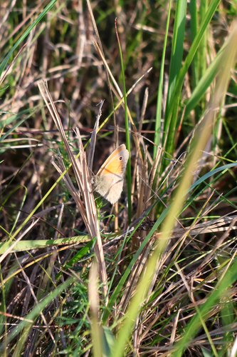 Small Heath