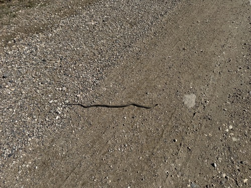 Plains Garter Snake