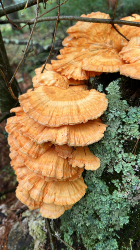 chicken of the woods