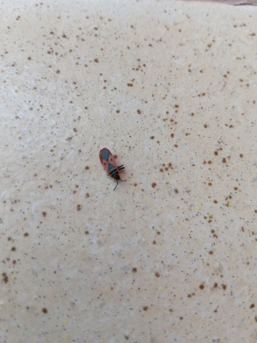 Mediterranean red bug