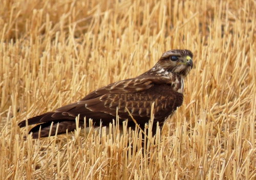 Common Buzzard
