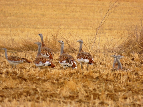 Great Bustard
