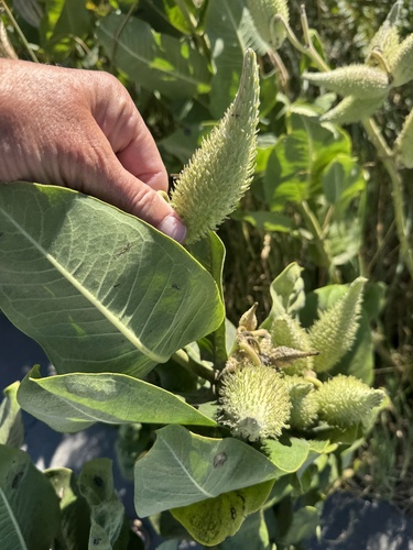 common milkweed