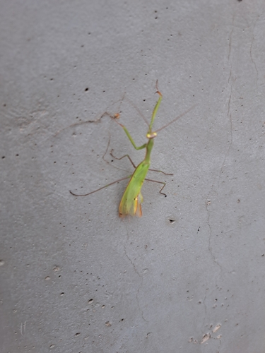 European Mantis