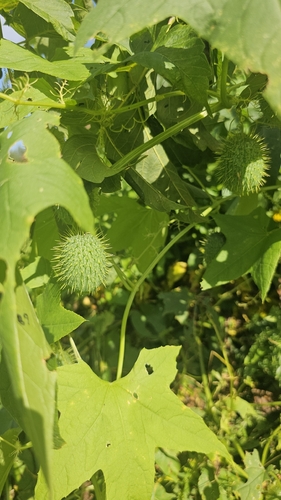 prickly cucumber