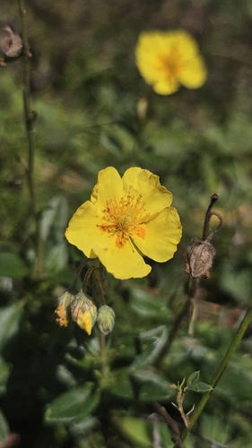 Common Rock-rose