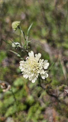 Cream Scabious