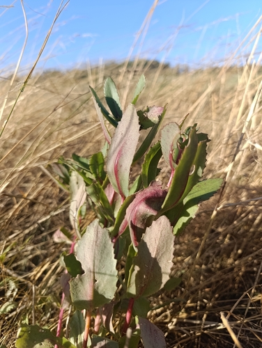 Great Stonecrop