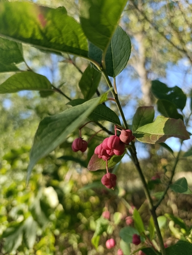 Spindle