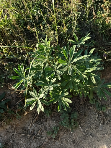 Large-leaved lupine
