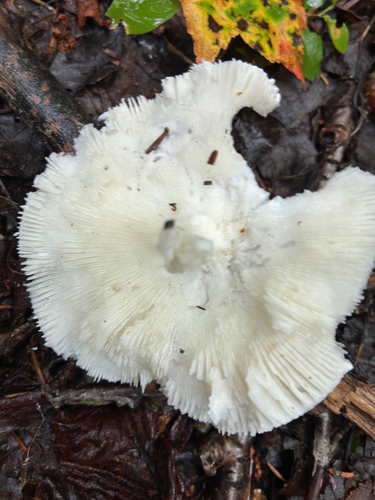 Mushrooms, Bracket Fungi, Puffballs, and Allies