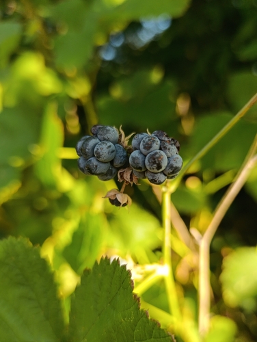 European dewberry