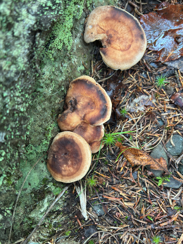 Mushrooms, Bracket Fungi, Puffballs, and Allies