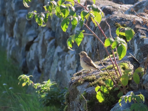 Northern Wheatear