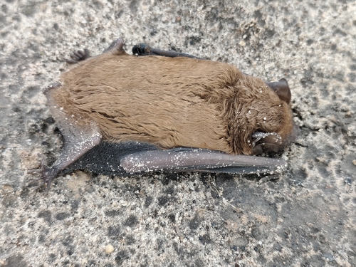 Common Noctule