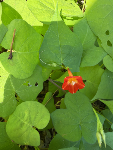 red morning glory