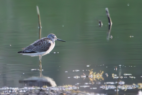 Common Greenshank