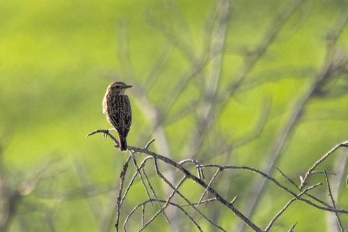 Whinchat