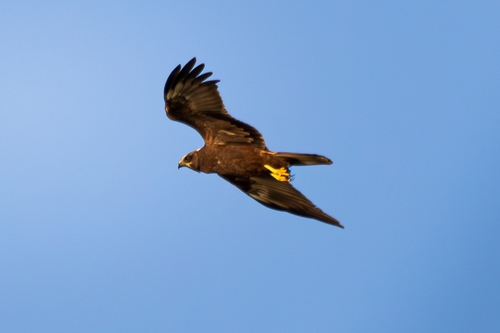 Western Marsh Harrier