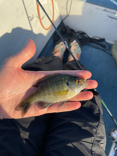 Bluegill