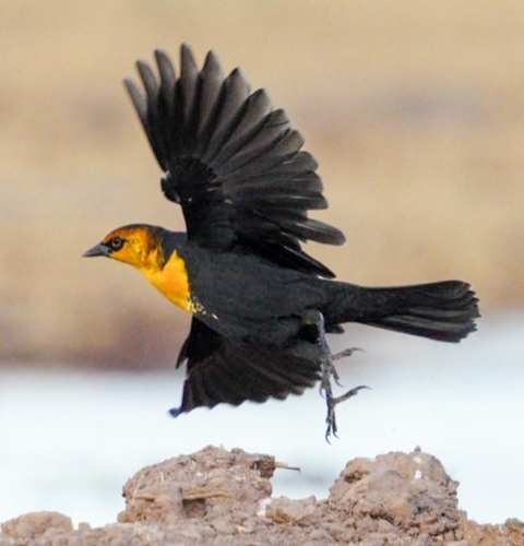 Yellow-headed Blackbird